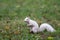 White squirrel