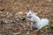 White squirrel