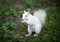 White squirrel