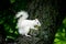 White squirrel