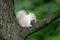 White squirrel