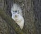 White Squirrel