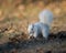 White squirrel burying nuts