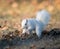 White squirrel burying nuts