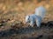 White squirrel burying nuts