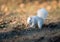 White squirrel burying nuts