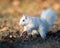 White squirrel burying nuts