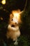 White squirrel in fur-tree branches