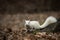 White squirrel in Olney City Park