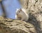 White Squirrel with Pink Ears