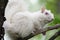 White Squirrel - Side Vew