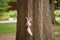 A white squirrel on a tree