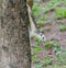 White Squirrel on the tree trunk