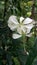 White srilankan beautiful flower tree