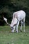 White stag grazing at Charlecote Park