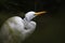 White stalker hunter bird common great egret seen in striking pose