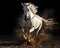 White stallion in action galloping on the ground with a dark background.