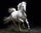 White stallion in action galloping on the ground with a dark background.