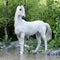 White stallion horse posing with a lake and woods background.