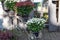 White stand with pots for flowers, chrysanthemum and heather, flower decoration