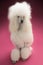 White Standard Poodle