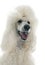 White Standard Poodle