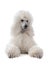 White Standard Poodle