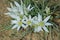 White star of Bethlehem. Early yellow spring flower in the garden, wild flower in the garden, Ornithogalum flowers outdoors