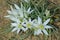 White star of Bethlehem. Early yellow spring flower in the garden, wild flower in the garden, Ornithogalum flowers outdoors