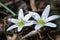 White star of Bethlehem. Early yellow spring flower in the garden, wild flower in the garden, Ornithogalum flowers outdoors