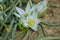 White star of Bethlehem. Early yellow spring flower in the garden, wild flower in the garden, Ornithogalum flowers outdoors