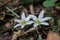 White star of Bethlehem. Early yellow spring flower in the garden, wild flower in the garden, Ornithogalum flowers outdoors