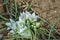 White star of Bethlehem. Early yellow spring flower in the garden, wild flower in the garden, Ornithogalum flowers outdoors