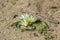 White star of Bethlehem. Early yellow spring flower in the garden, wild flower in the garden, Ornithogalum flowers outdoors