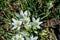 White star of Bethlehem. Early yellow spring flower in the garden, wild flower in the garden, Ornithogalum flowers outdoors