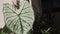 White star caladium leaves on the terrace