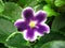 White star flower with wavy edges and purple rays from the center on green backgroundnd