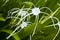 White star lily.