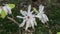 White Star Magnolia