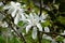 White star magnolia blossom flowers branch