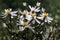 White star-shaped flowers of Aster divaricatus