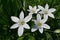 White star shaped flowers of Ornithogalum plant, possibly Ornithogalum Collinum