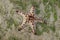 White starfish appear on the surface of the sand when the sea recedes