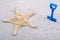 White starfish and blue scoop on a grey background