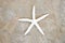 White Starfish on Stone Background