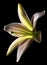 White stargazer lily