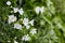 White stellaria delicate flowers. Stellaria growth in field