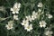 White stellaria delicate flowers. Stellaria growth in field, Caryophillaceae
