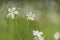 White Stellaria holostea flower
