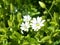 White Stellaria holostea flowers